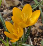 Crocus olivieri. Цветки. Греция, Халкидики. 06.03.2014.