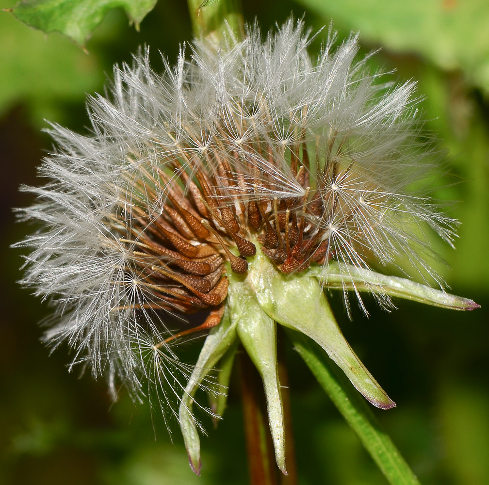 Изображение особи Urospermum picroides.