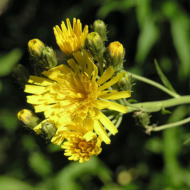 Изображение особи Hieracium umbellatum.