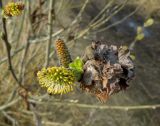 Salix cinerea. Ветвь с распускающимися листьями, соцветиями в разных фазах цветения и прошлогодним галлом, образованным двукрылым Rabdophaga salicisbrassicoides. Московская обл., Электрогорск, берег Стахановского озера. 18.04.2014.