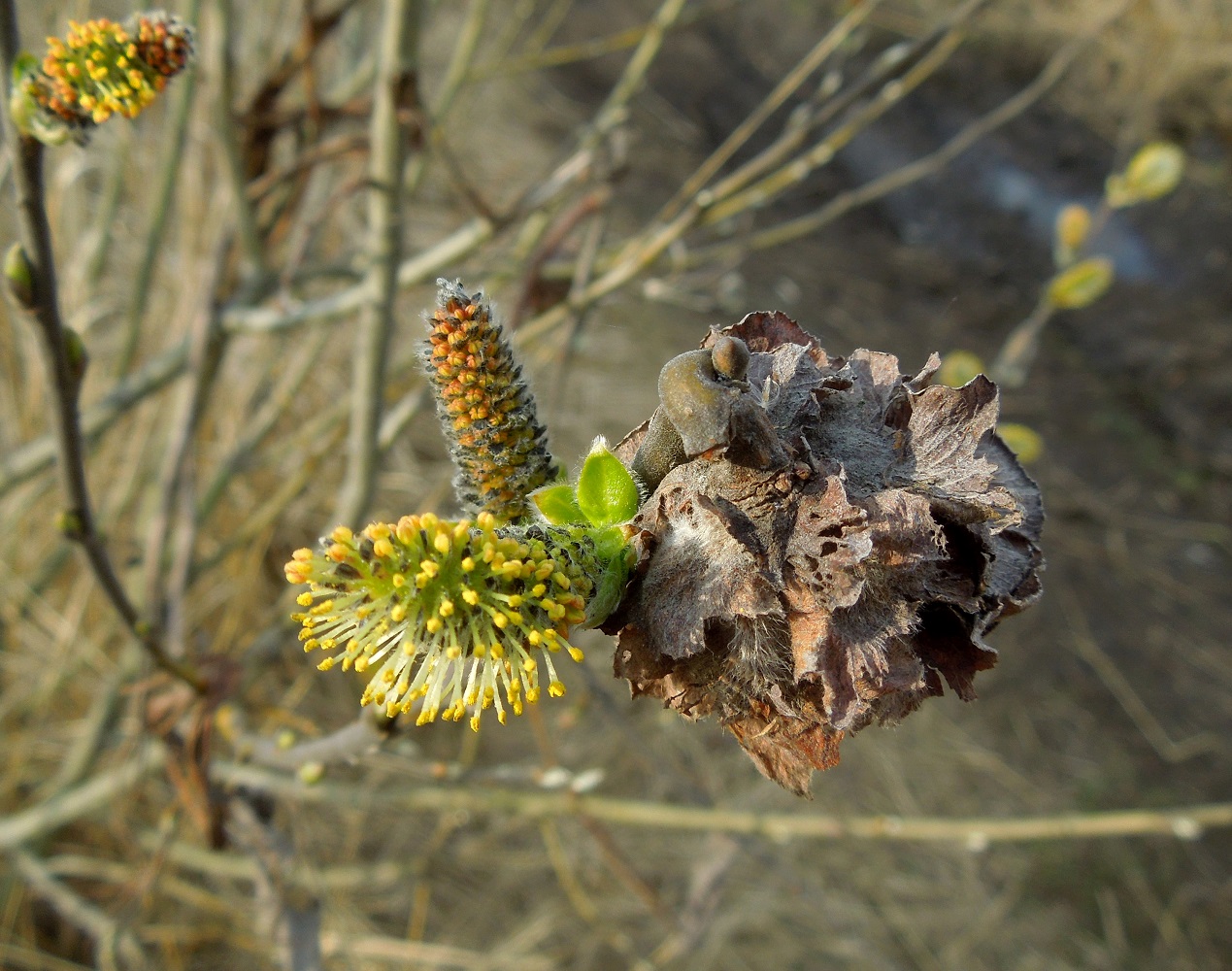 Изображение особи Salix cinerea.