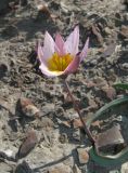 Tulipa biflora. Цветущее растение (Tulipa koktebelica Junge) с семичленным околоцветником. Крым, окр. Феодосии, Лисья бухта, глинистый нанос вдоль временного водотока. 30 марта 2014 г.