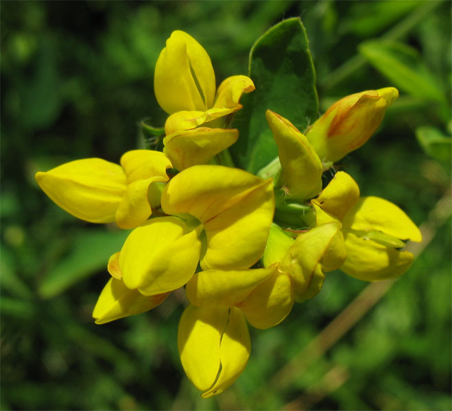 Image of Lotus uliginosus specimen.