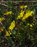 Potentilla humifusa. Побеги с цветками. Курская обл., юг Кореневского р-на, ур. Карякин яр, степь на плакоре. 20.04.2014.