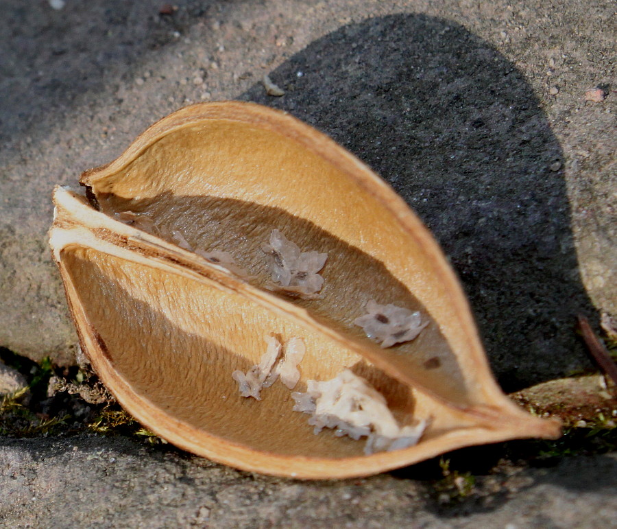 Image of Paulownia fargesii specimen.