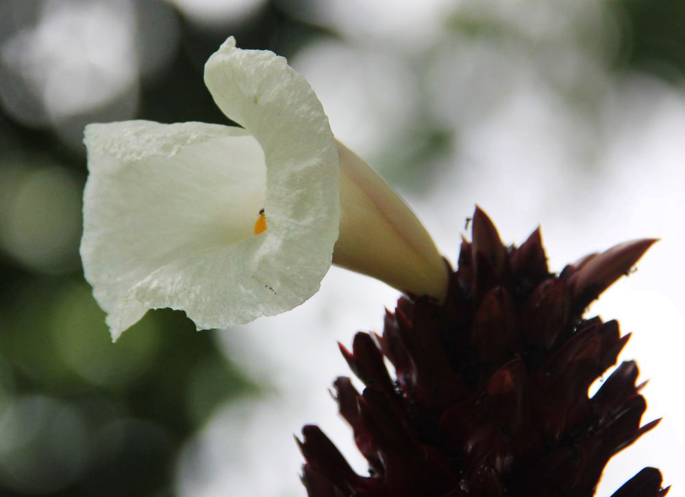 Изображение особи Hellenia speciosa.