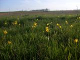 Tulipa biebersteiniana. Цветущие растения. Ростовская обл., Азовский р-н, окр. с. Кугей, луг. 17.04.2014.