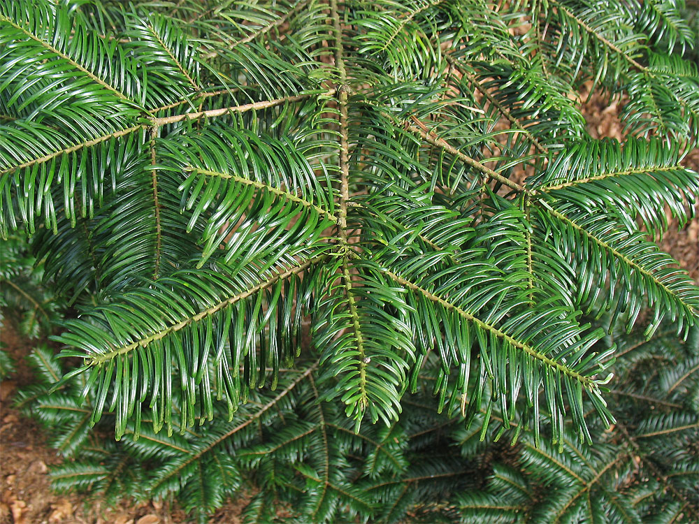 Image of Abies grandis specimen.