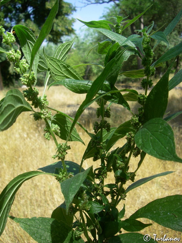 Image of Parietaria officinalis specimen.