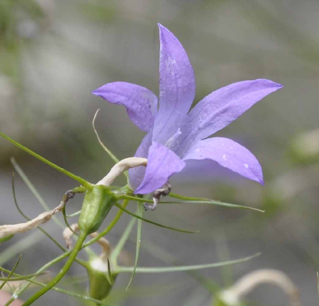 Изображение особи Campanula sparsa.