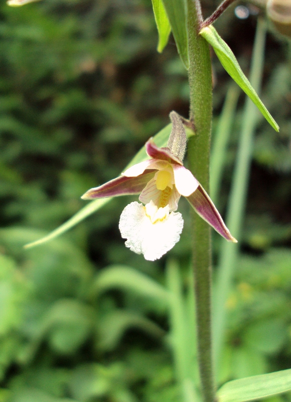 Изображение особи Epipactis palustris.