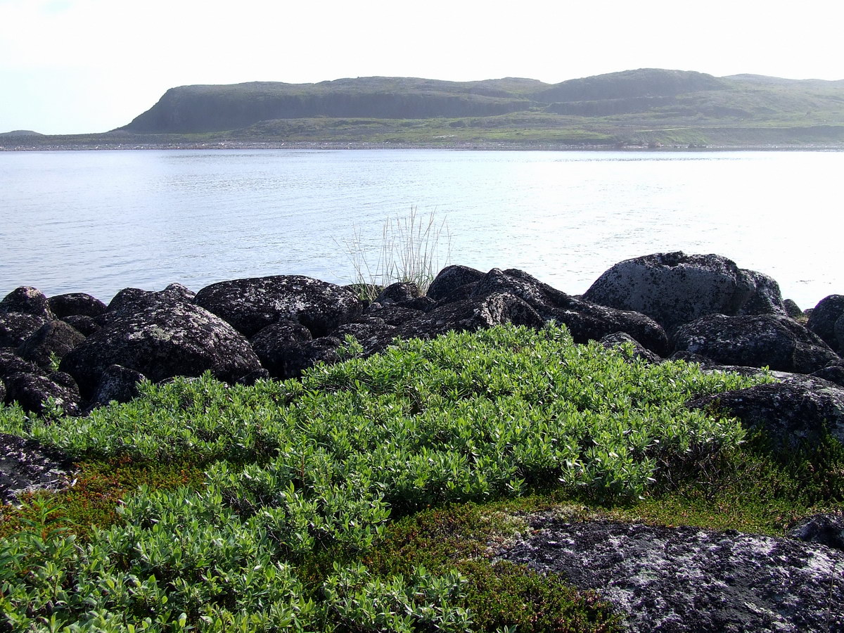 Image of Salix glauca specimen.