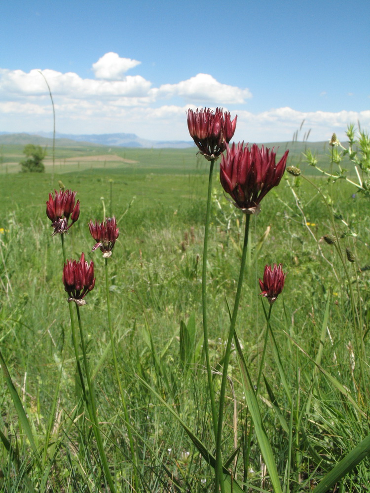 Image of Allium inconspicuum specimen.