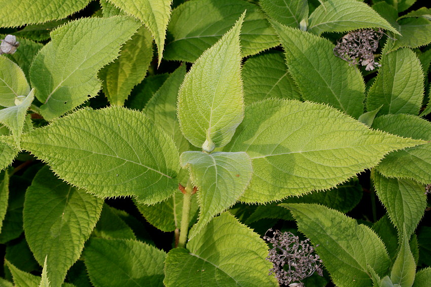 Image of Hydrangea involucrata specimen.