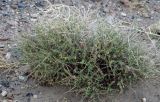 genus Caragana