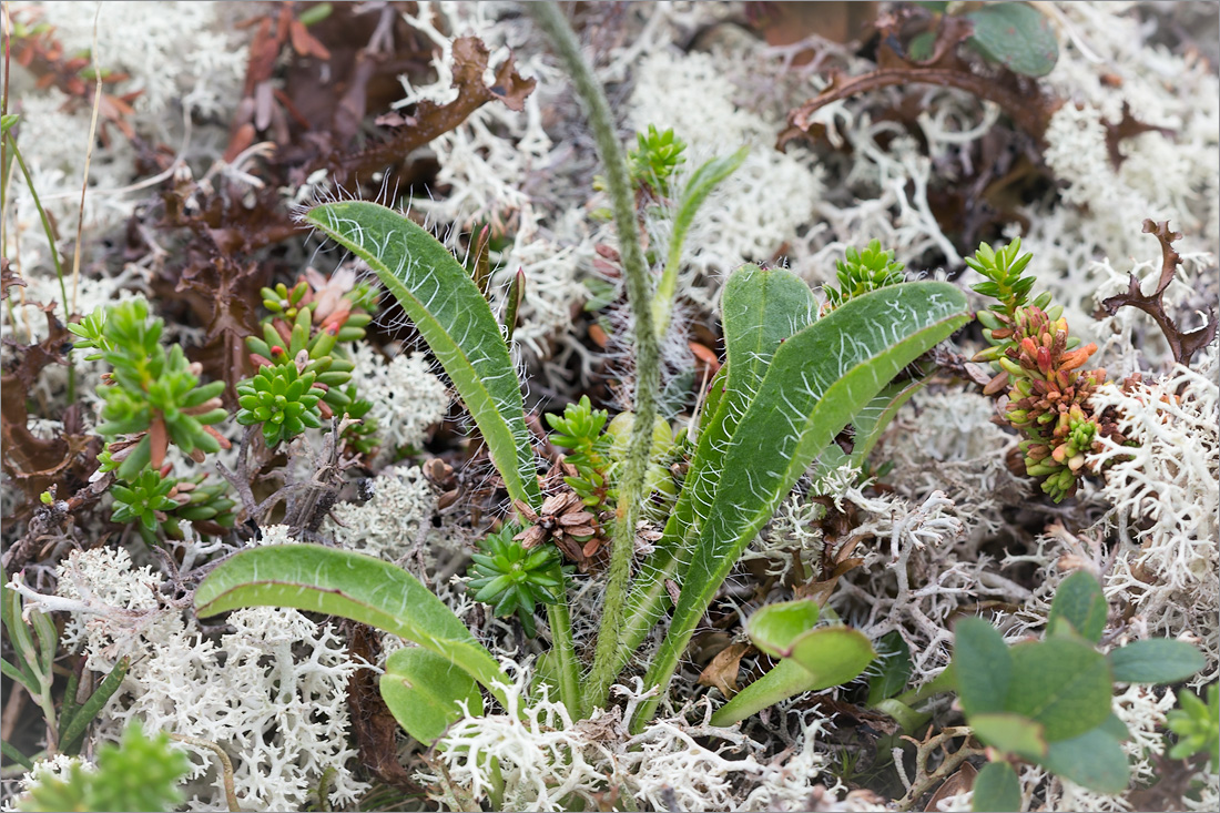 Изображение особи Hieracium alpinum.
