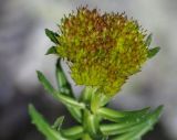 Rhodiola litwinowii