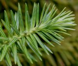 Cunninghamia lanceolata