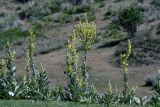 Verbascum songaricum