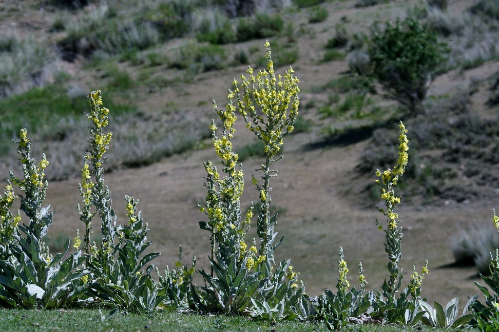 Image of Verbascum songaricum specimen.