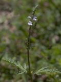 Verbena officinalis