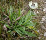Centaurea cheiranthifolia