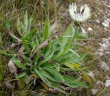 Centaurea cheiranthifolia