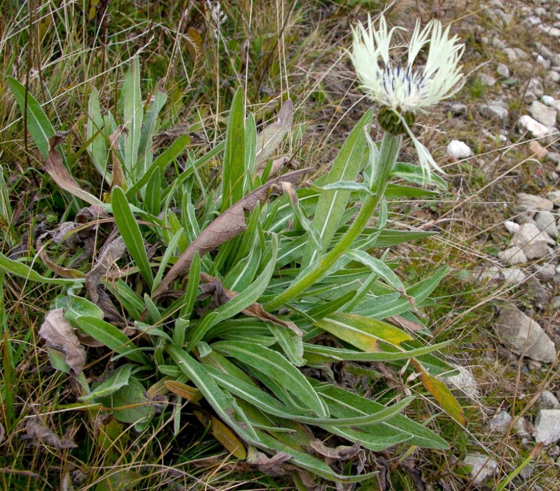 Изображение особи Centaurea cheiranthifolia.