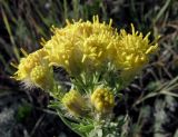 Galatella biflora. Верхушка растения с безъязычковыми корзинками в начале цветения. Алтайский край, Центральная Кулунда, юго-восточные окр. оз. Кучукское, урочище \"Плотская Ляга\"; разнотравно-полынно-мелкодерновиннозлаковая степь на солонце по пологому борту мезопонижения. 27 августа 2006 г.