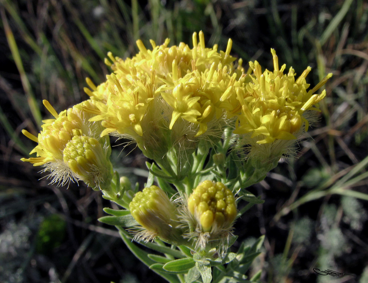 Image of Galatella biflora specimen.