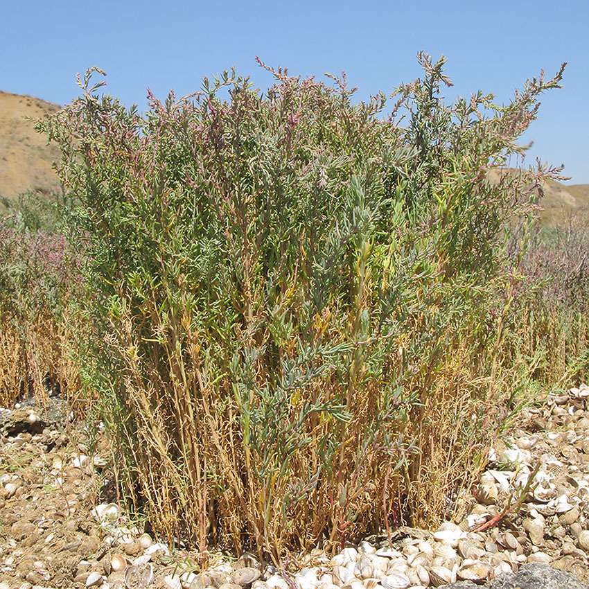 Image of genus Suaeda specimen.