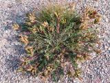 Oxytropis sordida