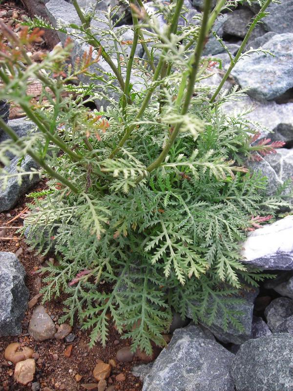 Image of Anthemis tinctoria specimen.