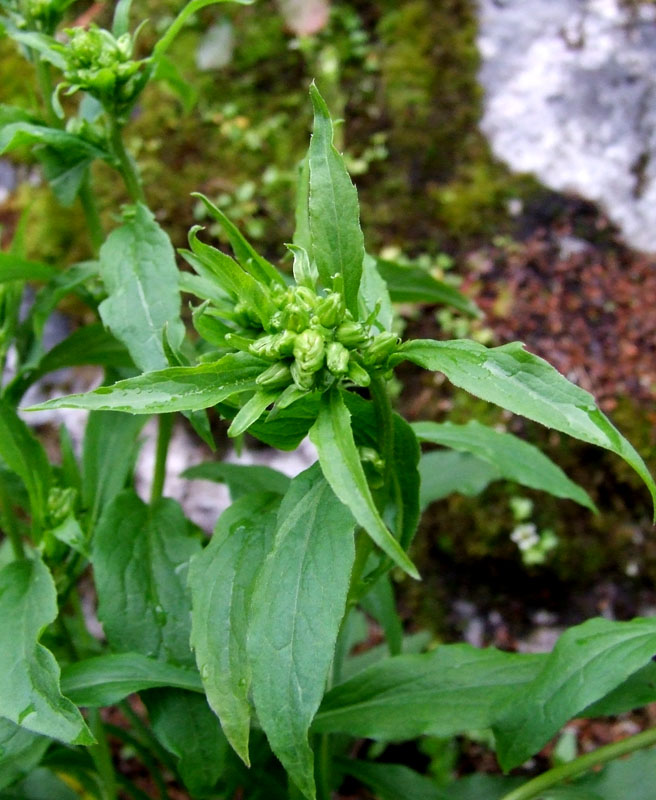 Изображение особи Solidago virgaurea ssp. lapponica.