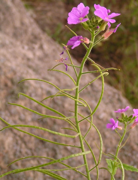Изображение особи Dontostemon hispidus.