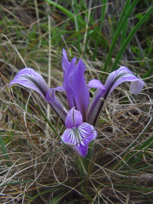 Image of Iris loczyi specimen.