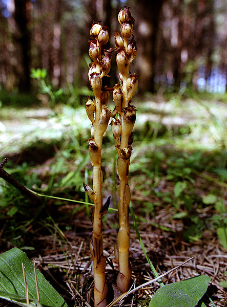 Image of Hypopitys monotropa specimen.