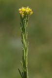 Image of taxon representative. Author is Дмитрий Орешкин
