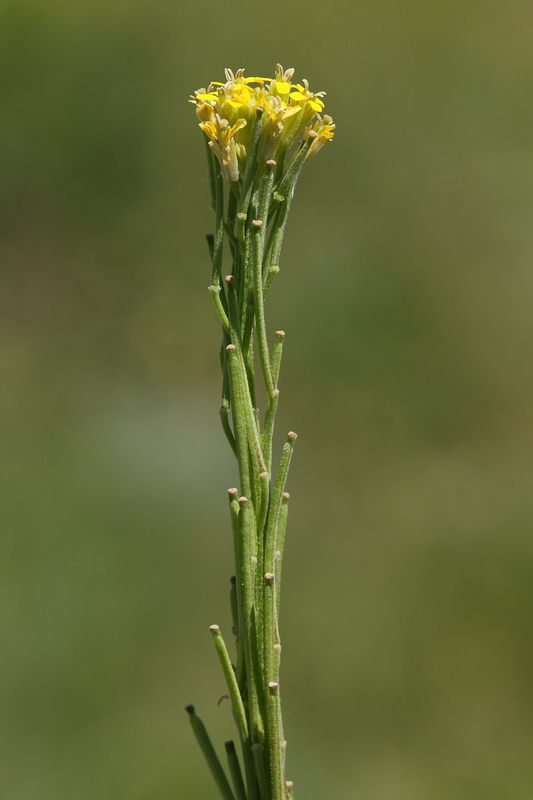 Изображение особи Erysimum hieraciifolium.