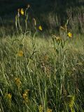 Tragopogon podolicus. Цветущее растение в степи. Белгородская обл., окр. пос. Борисовка, Острасьев Яр. 30.06.2009.