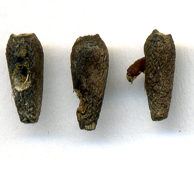 Image of Arctium nemorosum specimen.