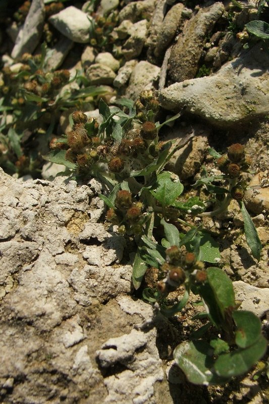 Image of Gnaphalium rossicum specimen.