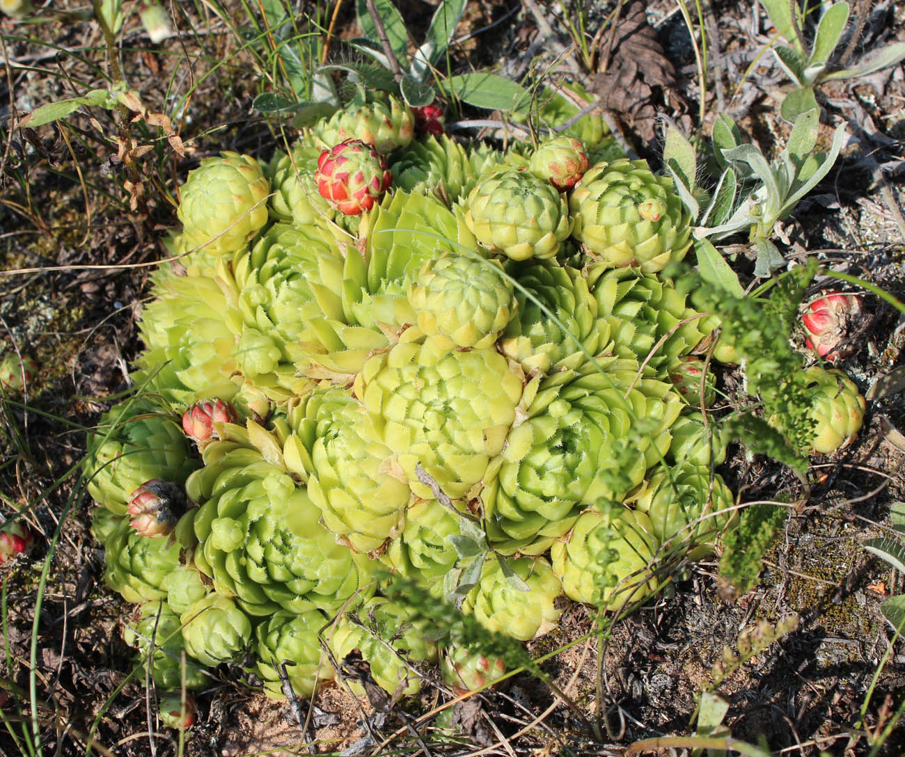 Изображение особи Jovibarba globifera.