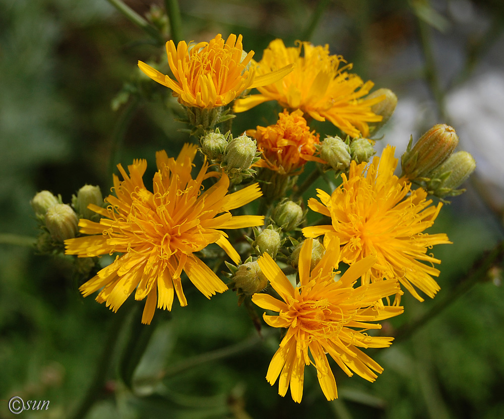 Image of Picris hieracioides specimen.