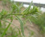 Corispermum sibiricum