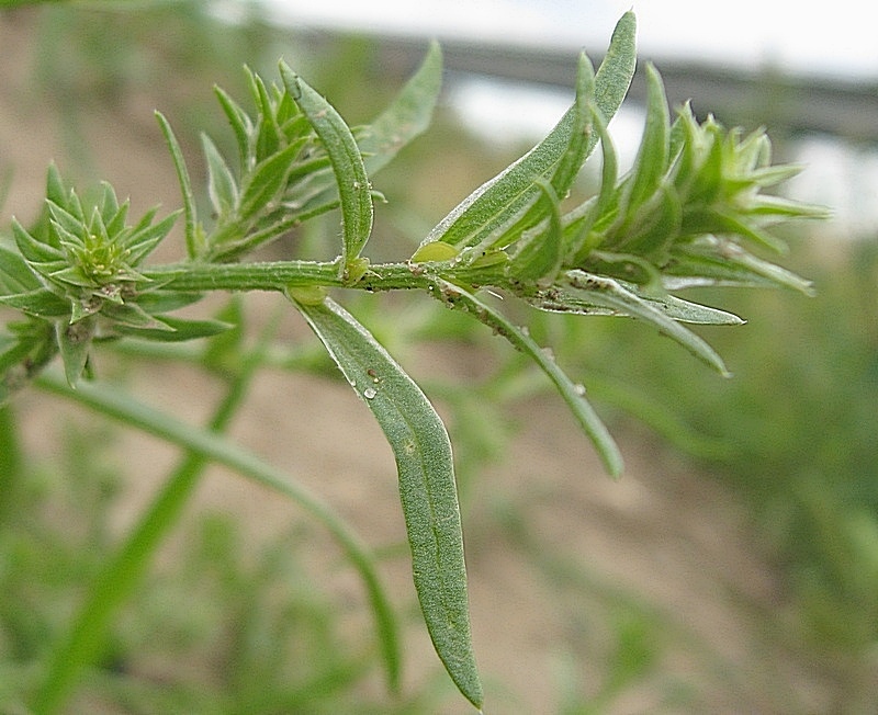 Image of Corispermum sibiricum specimen.