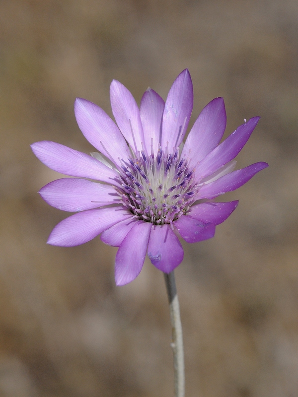 Изображение особи Xeranthemum annuum.