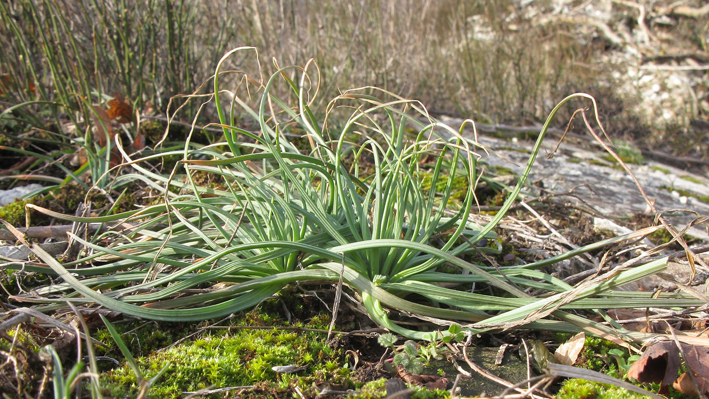 Image of Asphodeline lutea specimen.