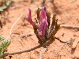 Astragalus dolichocarpus