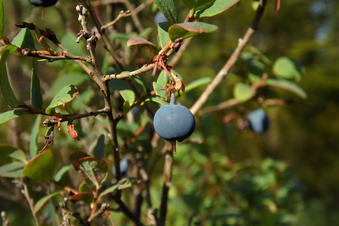 Image of Vaccinium uliginosum specimen.